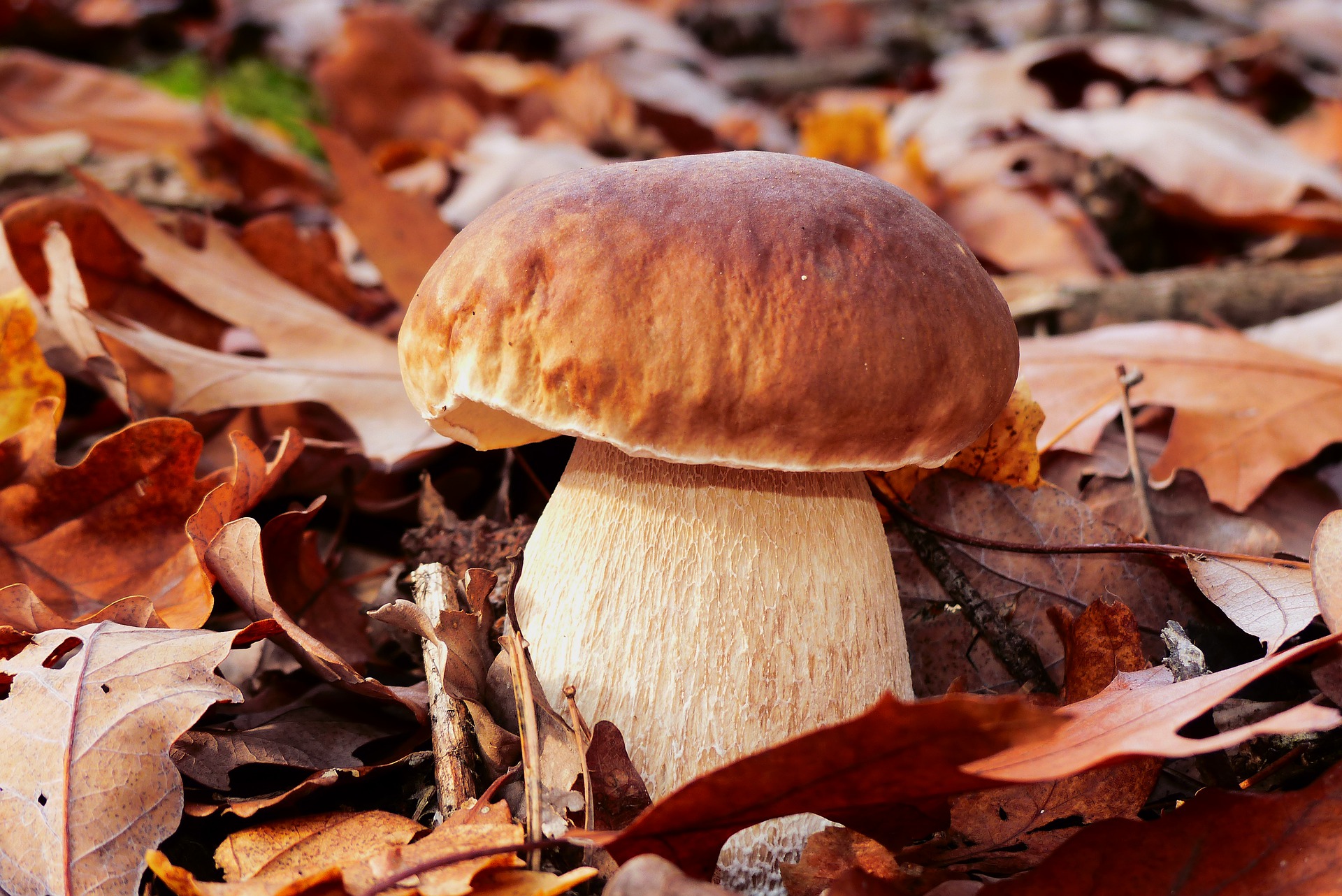 Vrganji Boletus Spp Savjetuje