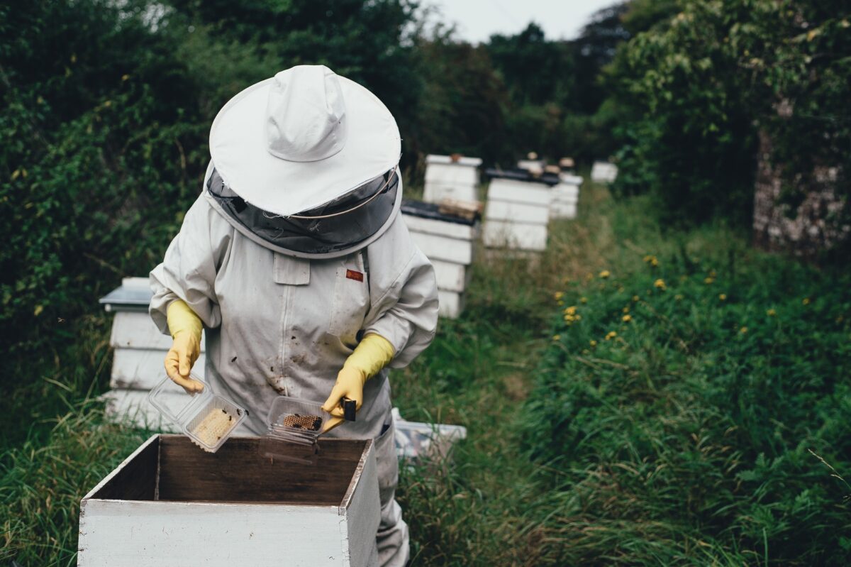 Radovi na pčelinjaku u maju mjesecu
