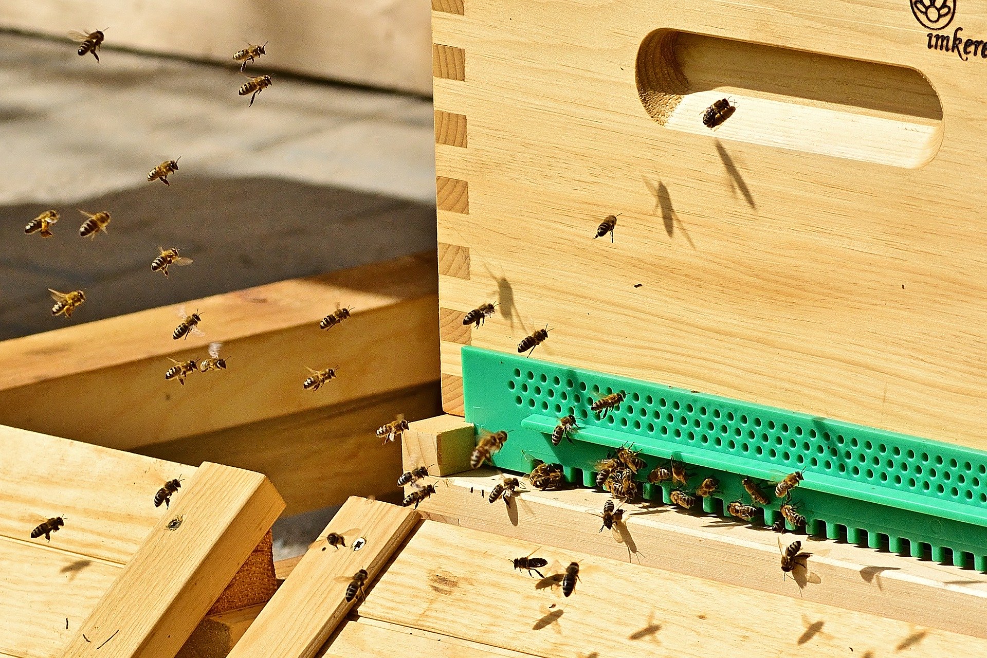 Radovi na pčelinjaku u maju mjesecu