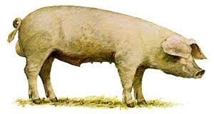 Landras - mesnata rasa svinja