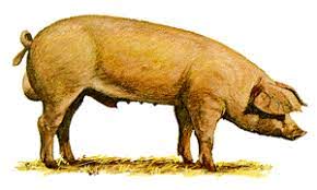 Landras - mesnata rasa svinja
