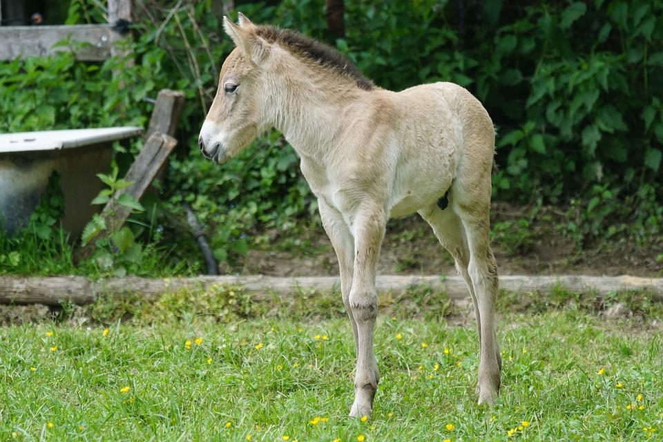 Prvo kloniranje gotovo izumrlog Prževalskog konja