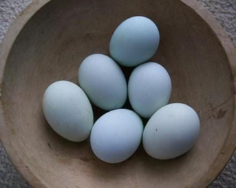 Jaja u boji – čudesni svijet ptica