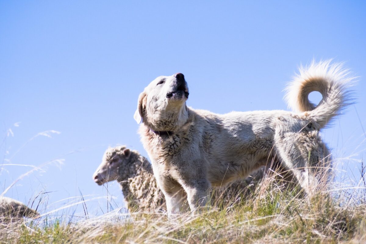Akbash dog guarding a sheep herd