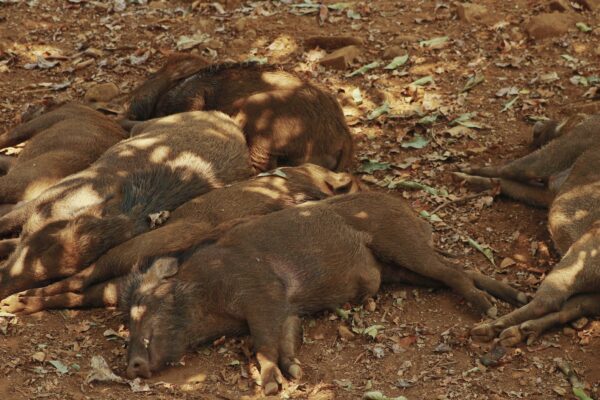 Goa, India. Indian Wild Boar Or Sus Scrofa, Also Known As The Wild Swine, Common Wild Pig Resting
