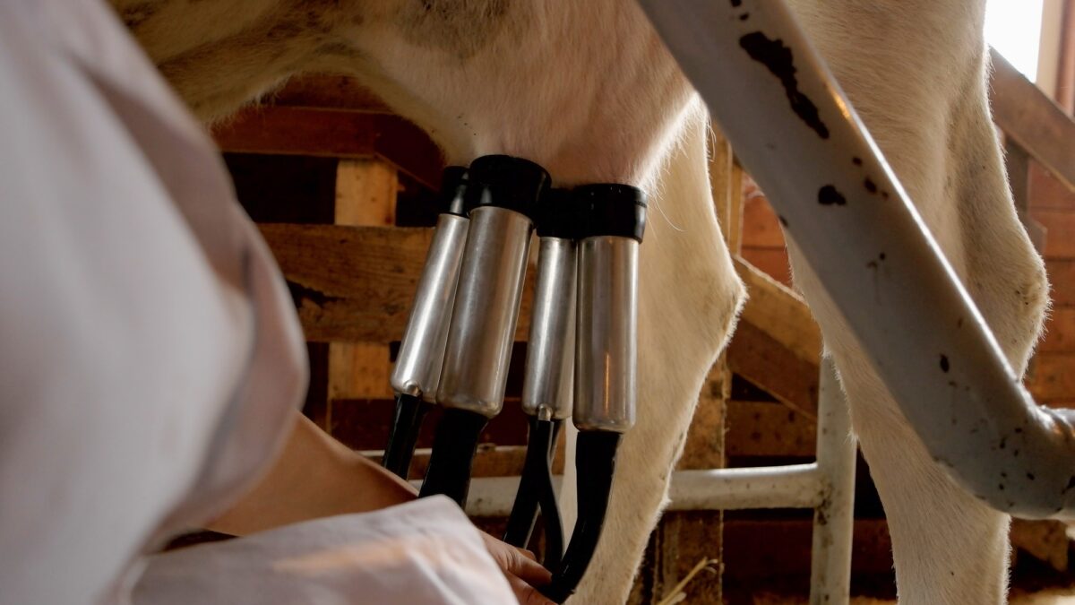 Milking a cow with automatic milking machine.
