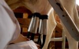 Milking a cow with automatic milking machine.