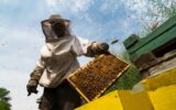 beekeeper working on beehive