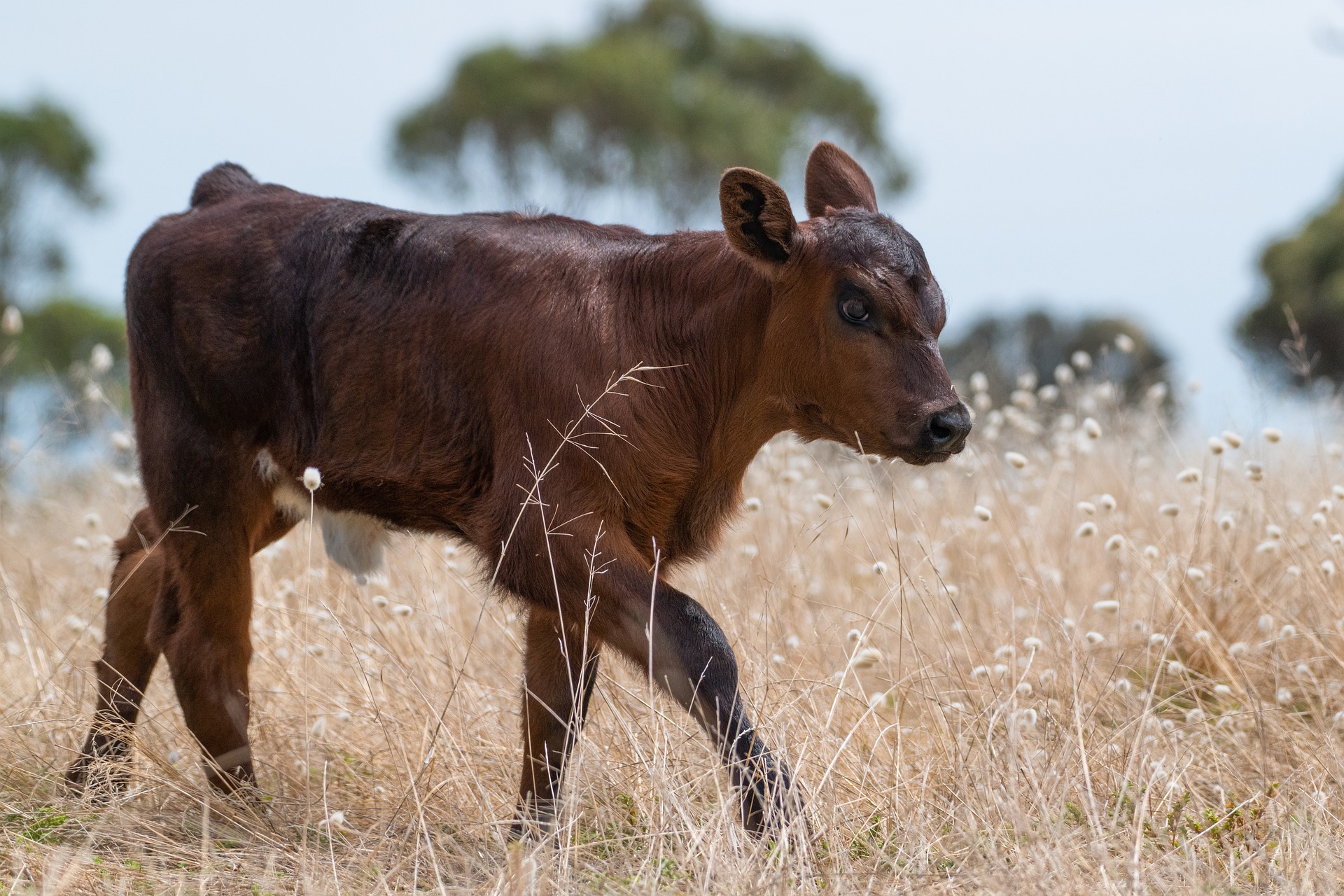 Klostrdija kod mliječnih krava – uzroci i sprečavanje
