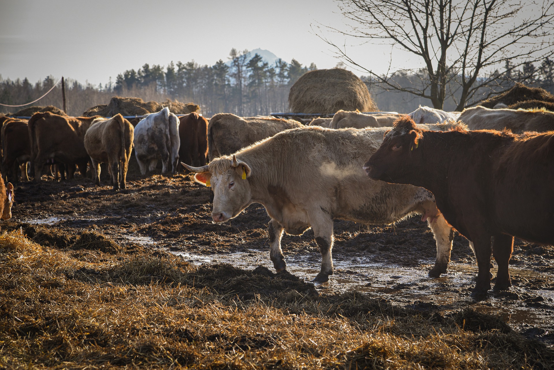 Klostrdija kod mliječnih krava – uzroci i sprečavanje