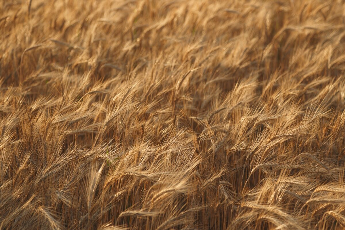Golden field of wheat background. Harvest of wheat