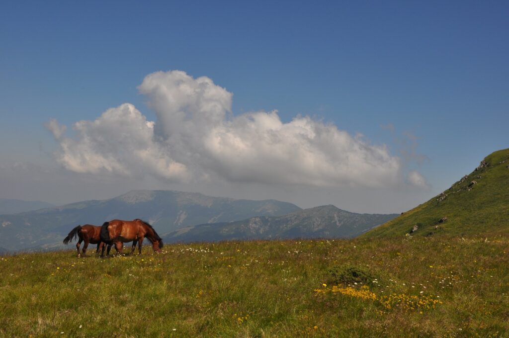 Balkanski brdski konj - izdržljivost i mirnoća na jednom mjestu
