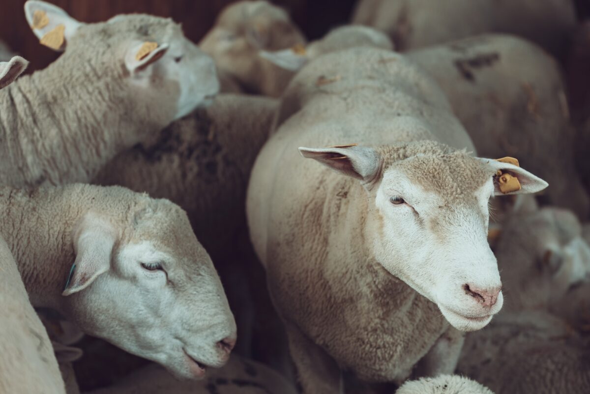Ile de France sheep flock in pen on livestock farm
