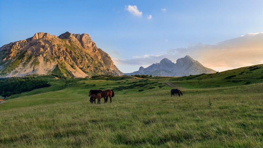 Balkanski brdski konj - izdržljivost i mirnoća na jednom mjestu