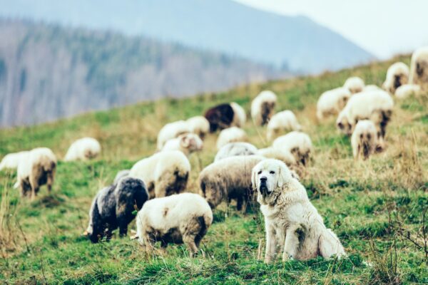 Polish Tatra Sheepdog guards sheep in Tatra Mountains, Poland.