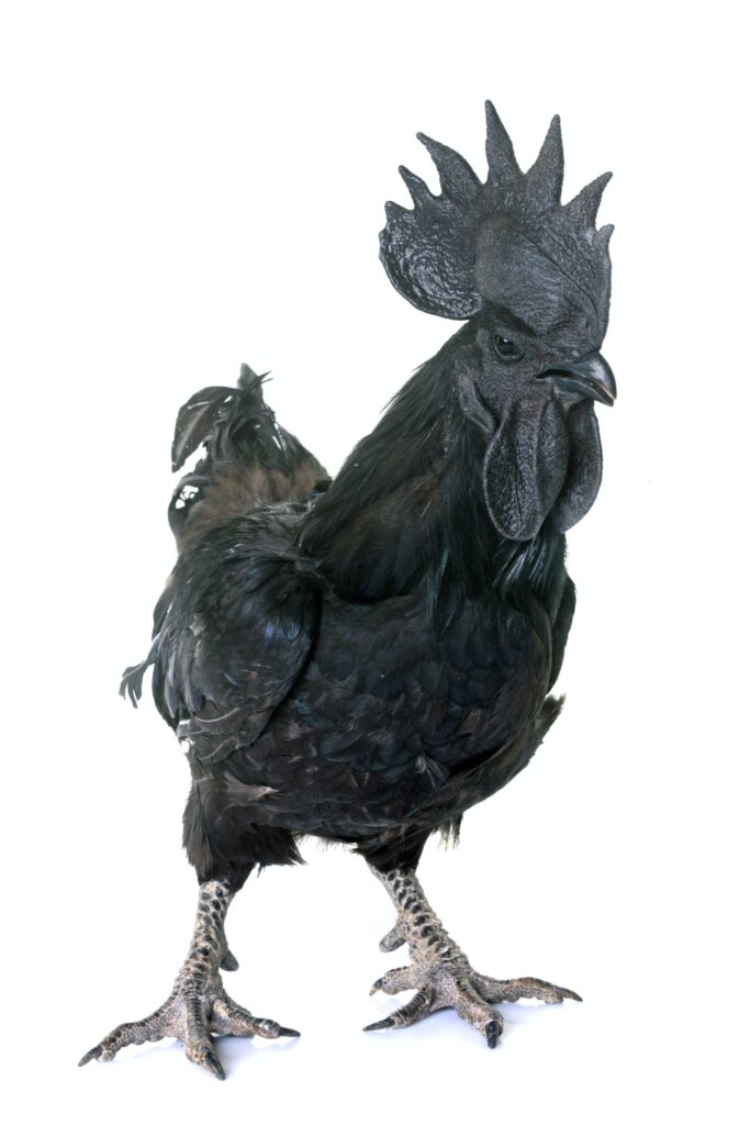 Ayam Cemani (Ajam Dzmani - Crna kokoš)