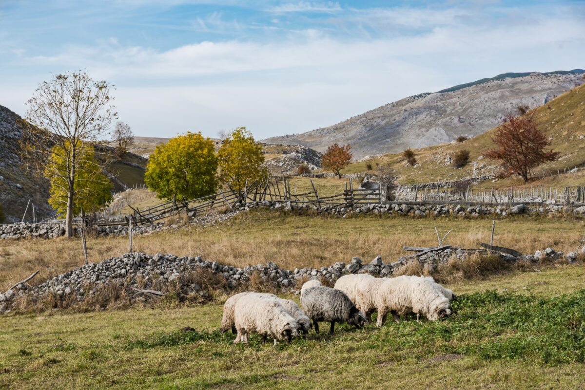 Sheep herd grazing in remote pasture in Bosnia mountains