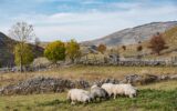Sheep herd grazing in remote pasture in Bosnia mountains