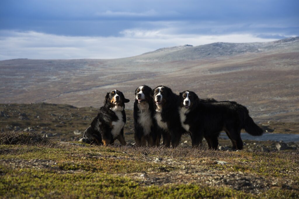 Psi čuvari - neprikosnoveni zaštitnici stada (Treći dio)