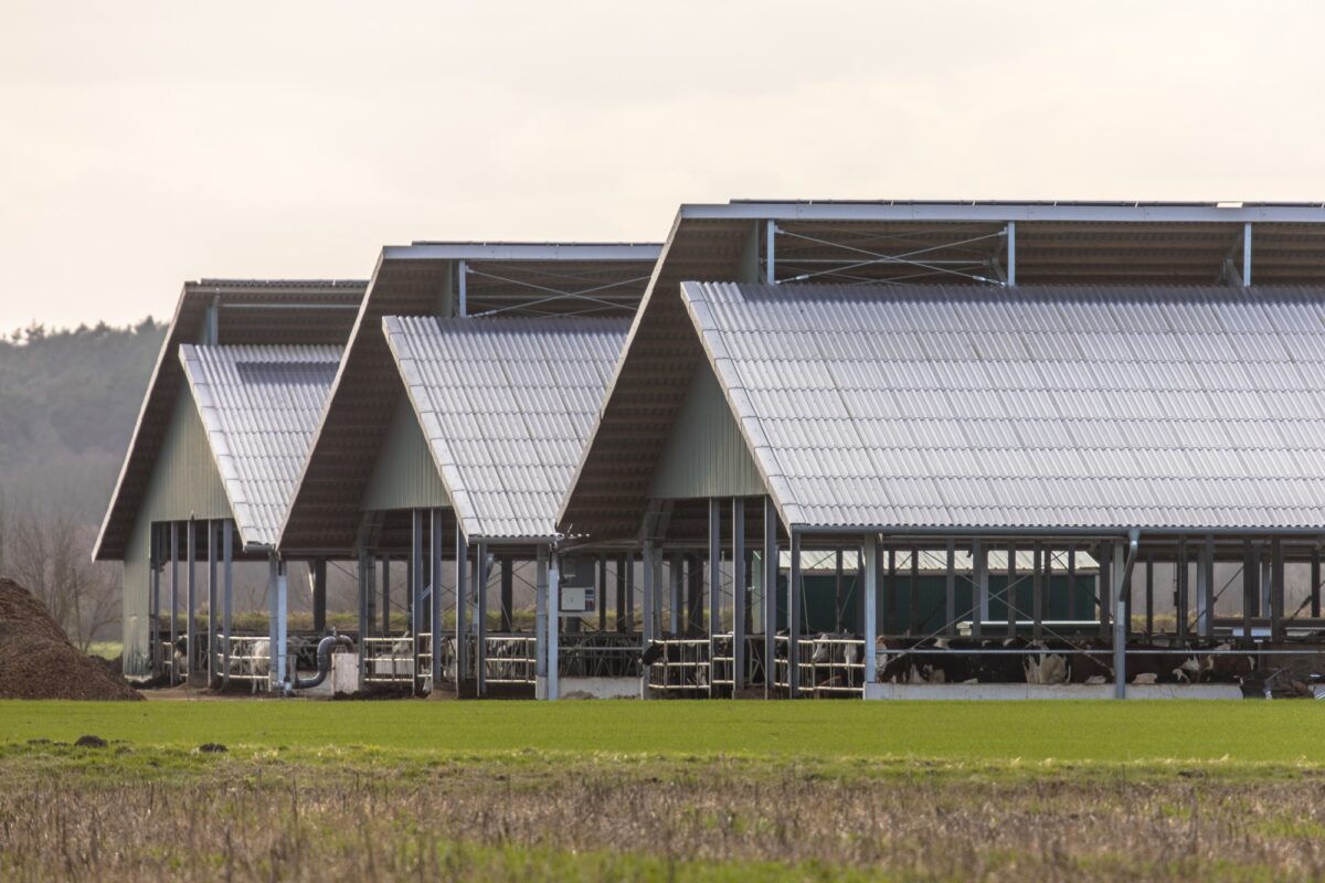Three giant barns at factory farm
