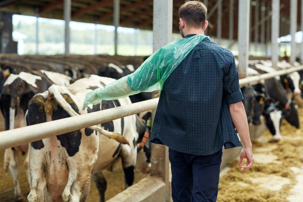 farmer in veterinary glove with cows on dairy farm