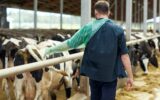 farmer in veterinary glove with cows on dairy farm