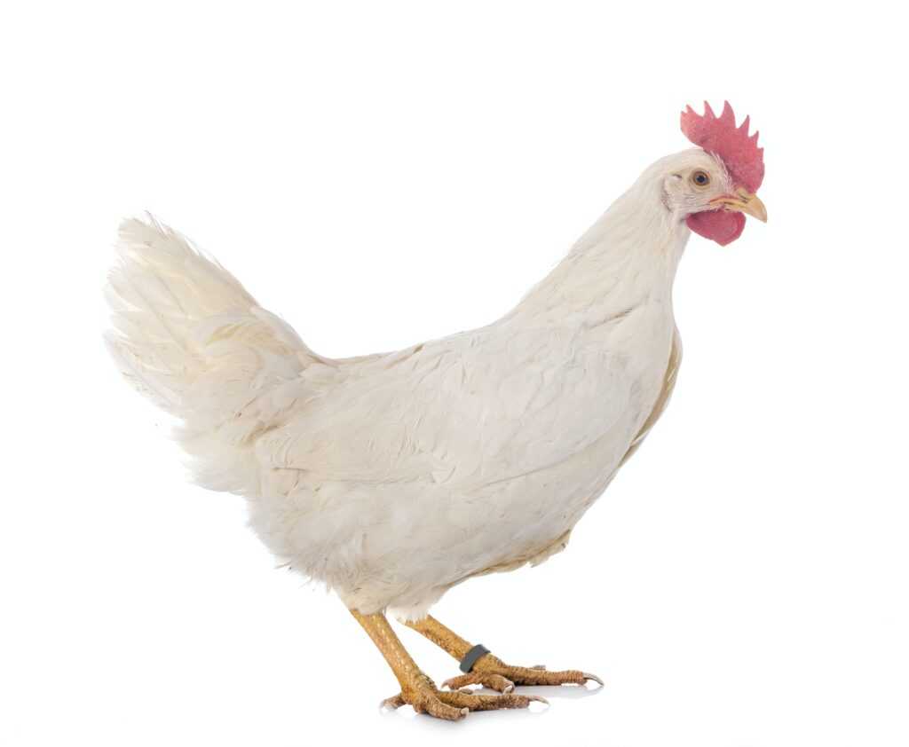 Najbolje rase kokoši za organsku proizvodnju jaja
