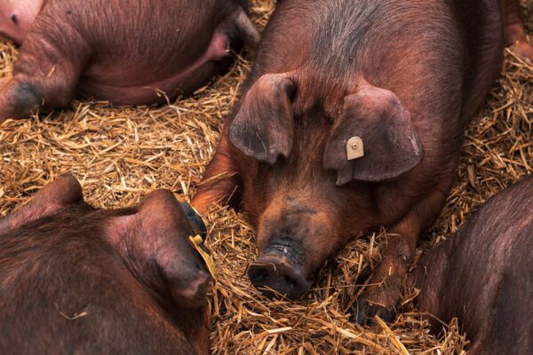 Danish duroc pigs sleeping in pen on livestock farm