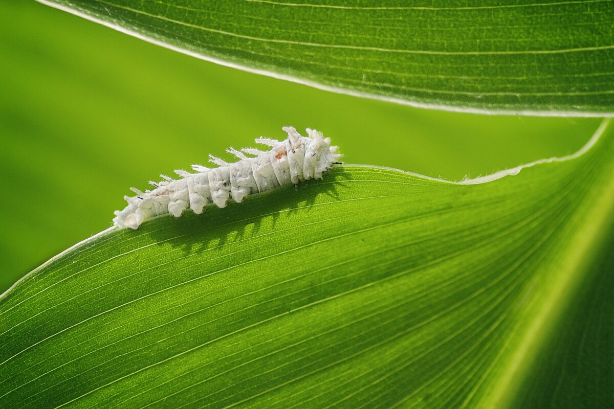 White Caterpillar on Leaf