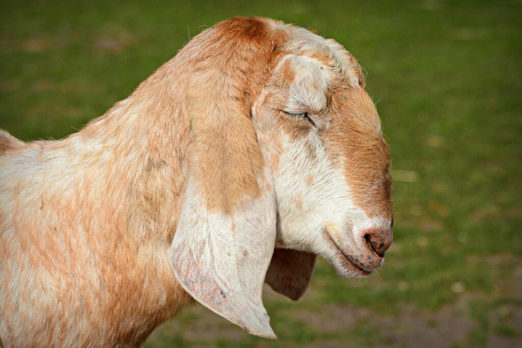Anglo nubijska - svestrana koza