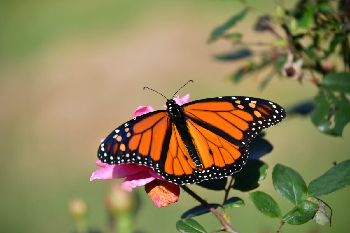 Orange Monarch butterfly with wings spread on a pink rose flower