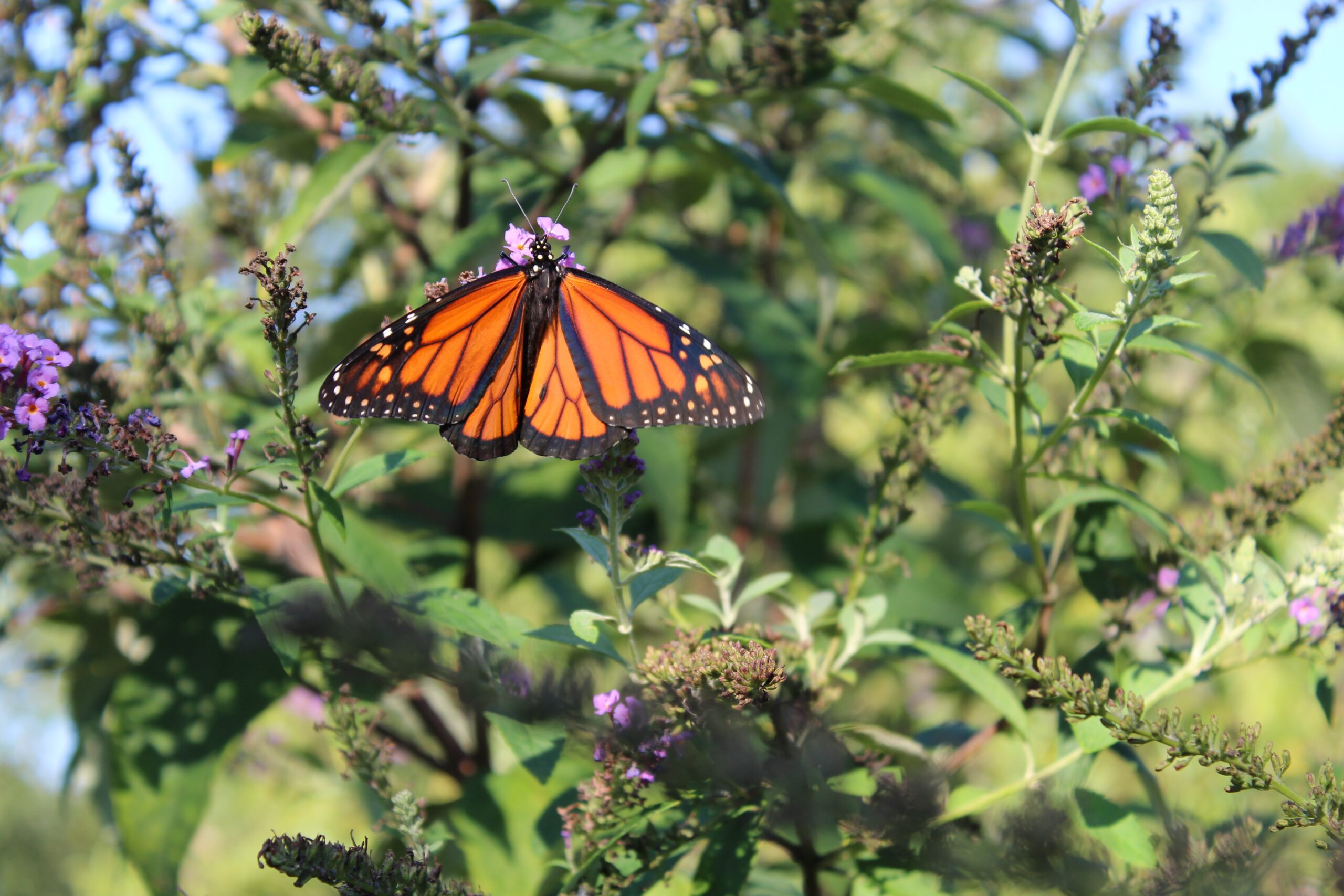 Leptir Monarh i zvanično ugrožen