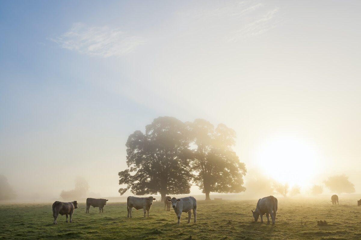 Sunrise over misty landscape with two trees, herd of cows grazing underneath.