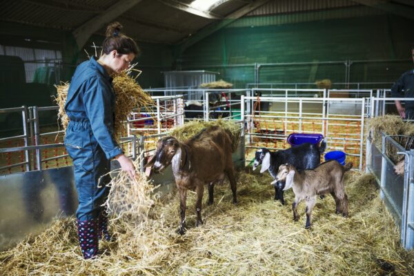 Woman in a stable with goats, scattering straw on the floor.