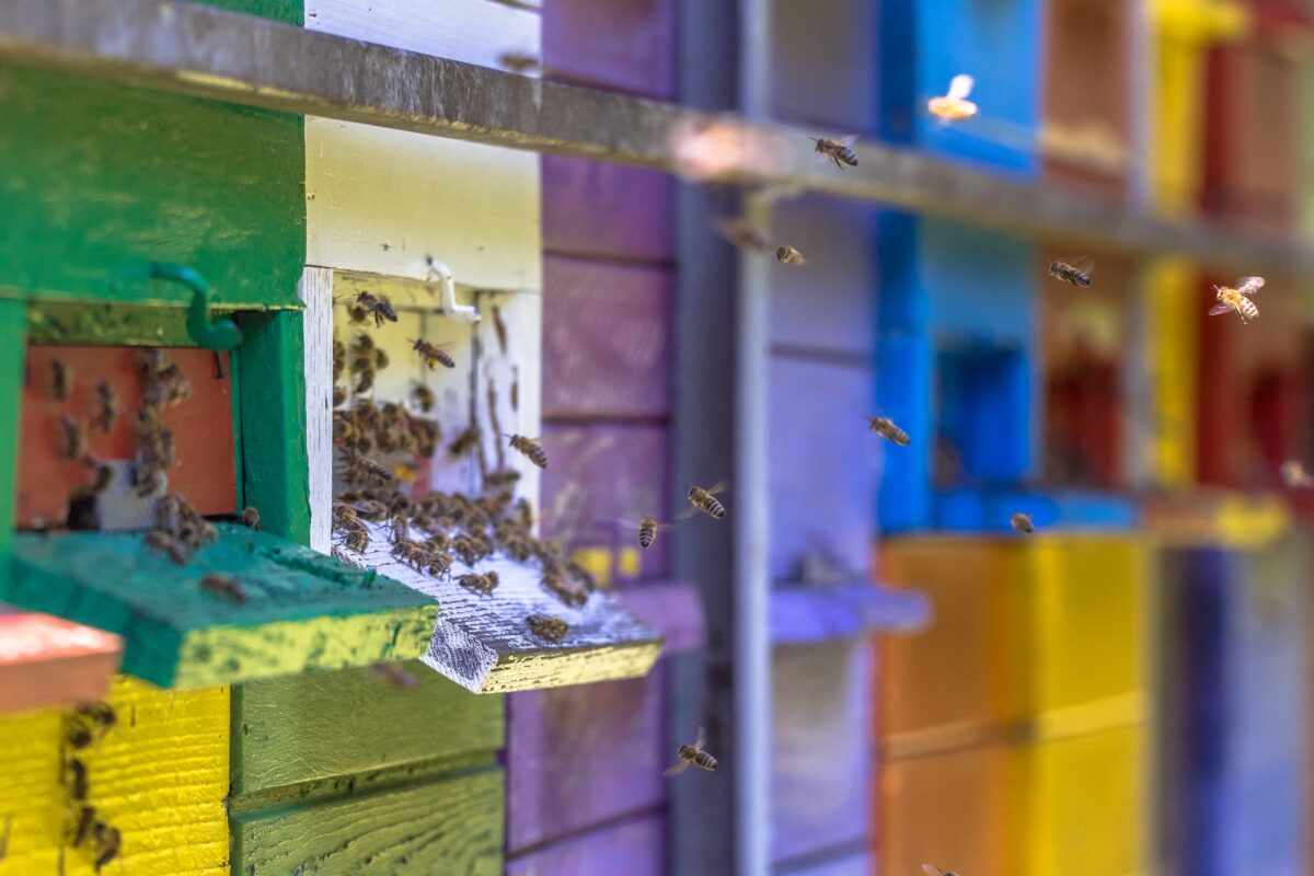 Bees flying to Colorful beehives