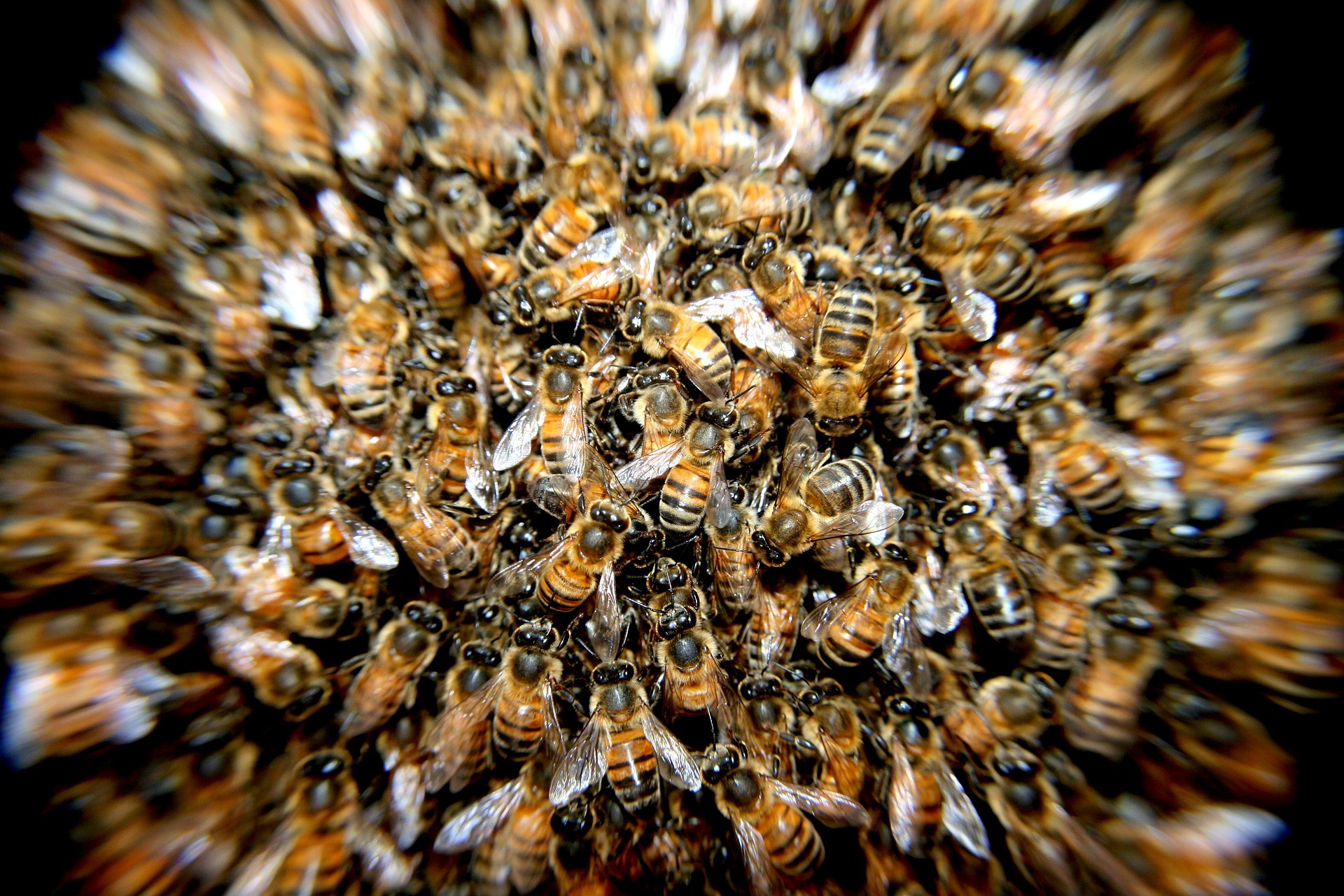 Savremeni pesticidi oštećuju mozak pčela tako da se one ne mogu kretati pravolinijski