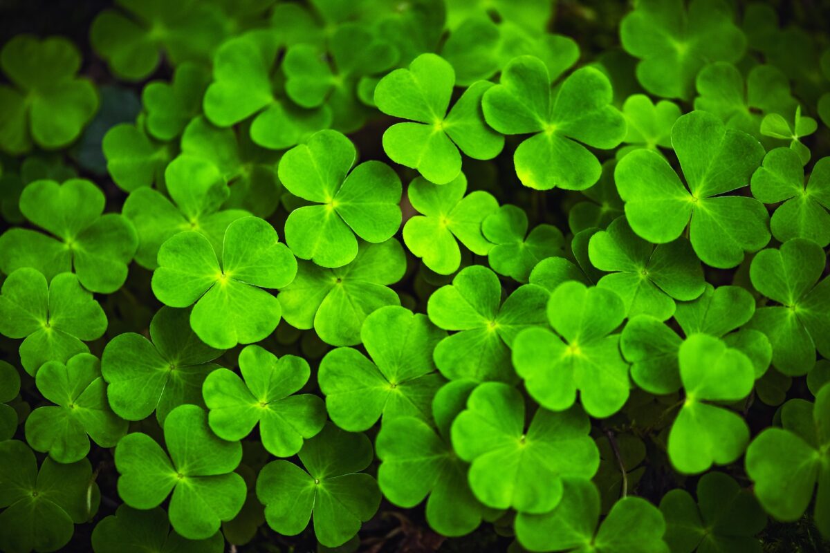 Green clover leaves close up