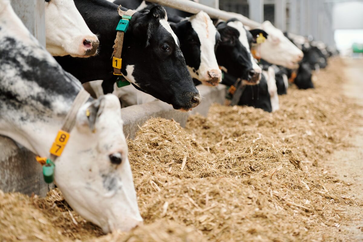 Row of purebred milk cows eating livestock feed in large paddock of animal farm