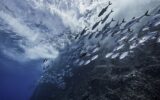 School of fish by underwater volcano