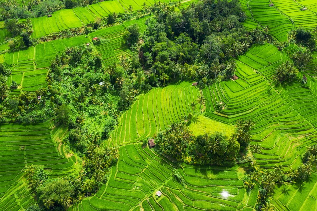 Aerial view of rice terraces. Landscape with drone. Agricultural landscape from the air.