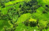 Aerial view of rice terraces. Landscape with drone. Agricultural landscape from the air.