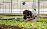 Bio crops farm worker inspecting at green lettuce leaves cultivating organic plants checking for