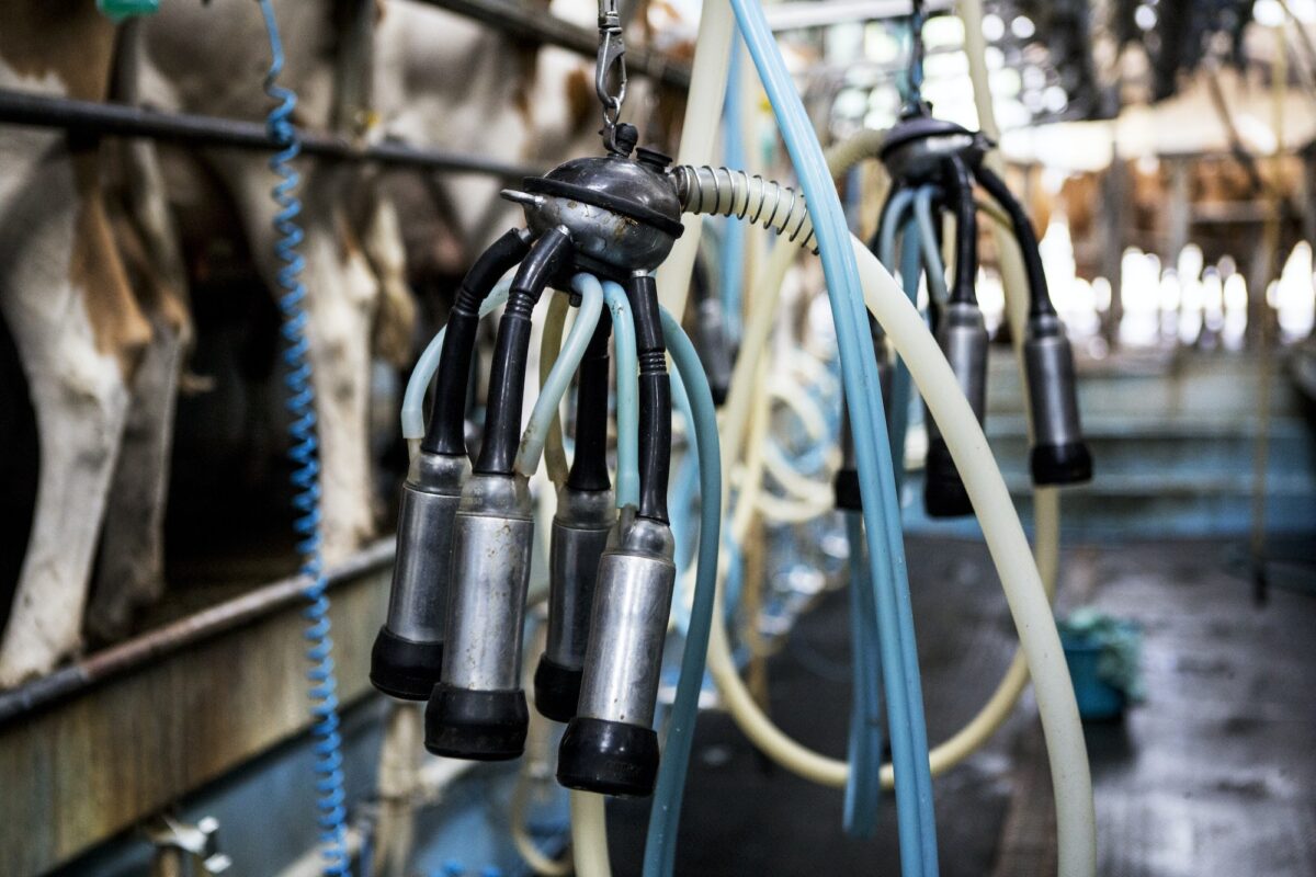 Close up of automatic milking machine in a milking shed.