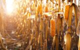 Dry corn stalks with cobs backlit by sun at fields autumn time