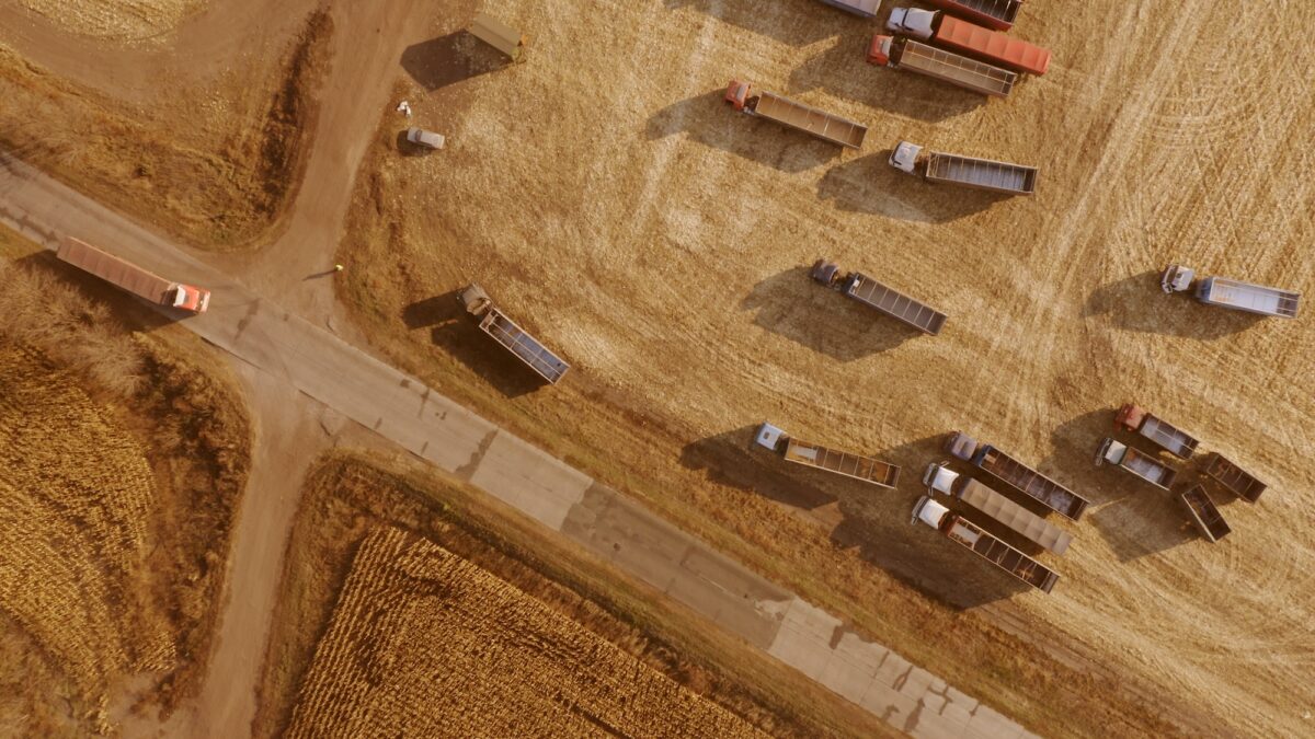 Grain trucks moving across a field during harvest.