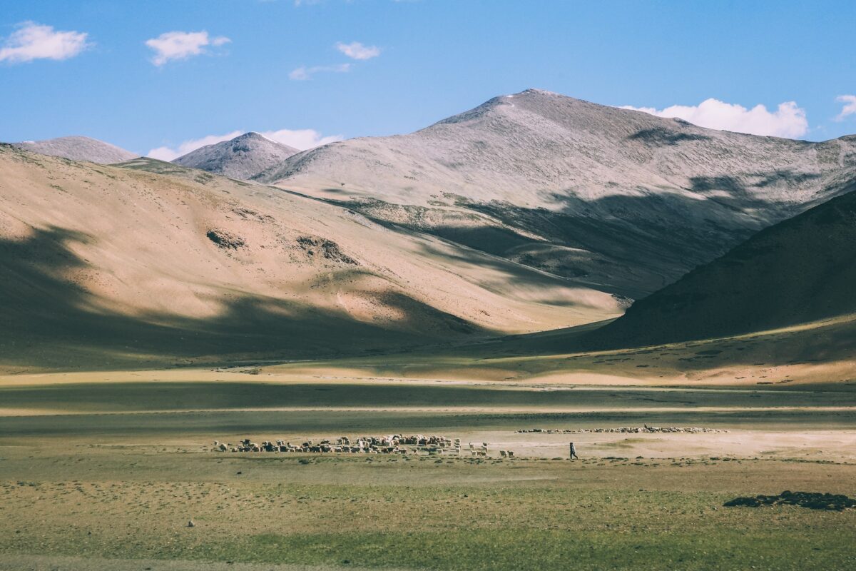 herd of sheep grazing on pasture in rocky mountains, Indian Himalayas, Ladakh