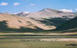 herd of sheep grazing on pasture in rocky mountains, Indian Himalayas, Ladakh