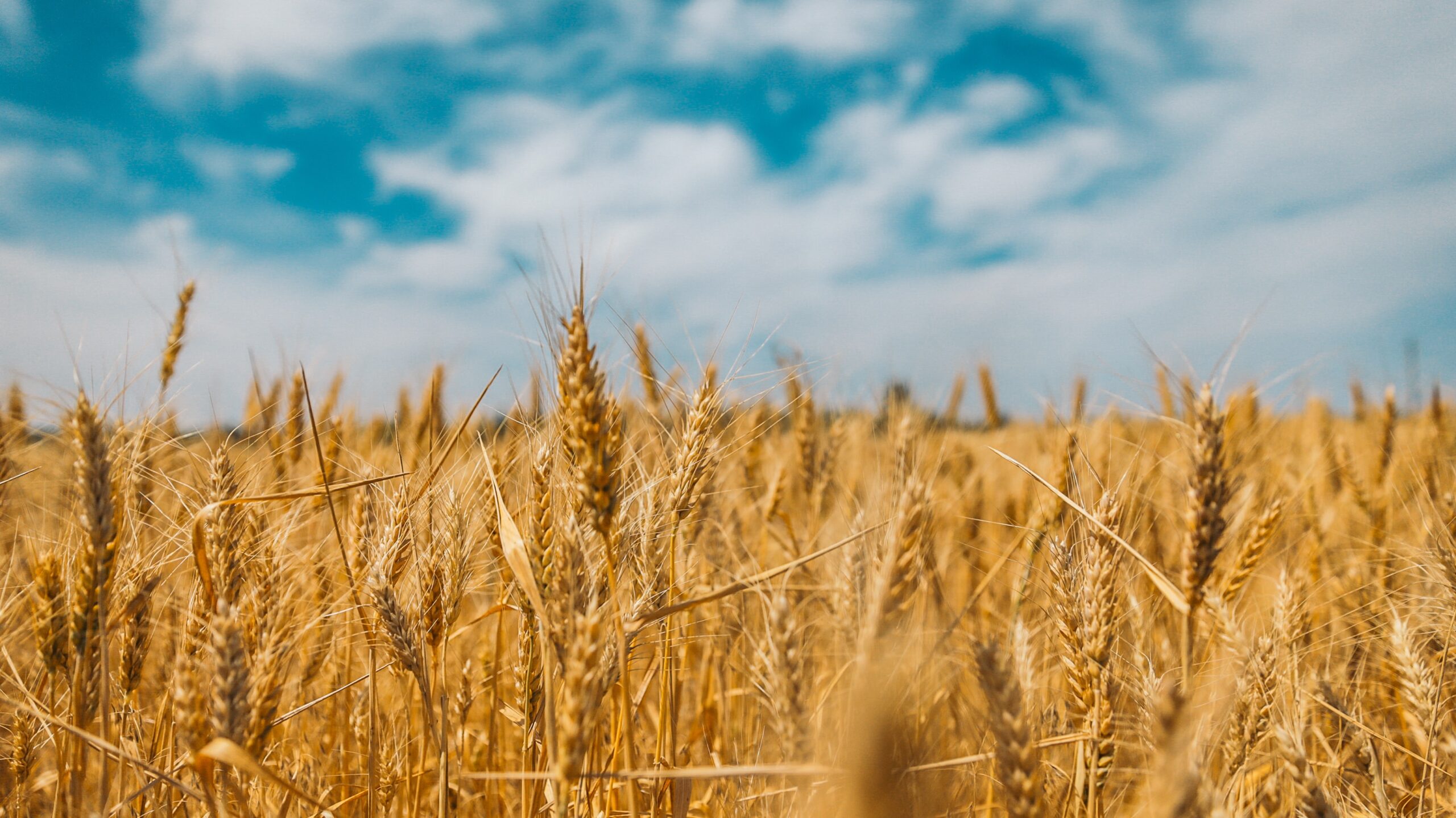 ”Ukrajinski farmeri su se donekle preorijentisali sa žitarica na uljarice” - brifing Donausoya