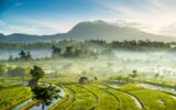 Rice fields, Bali, Indonesia