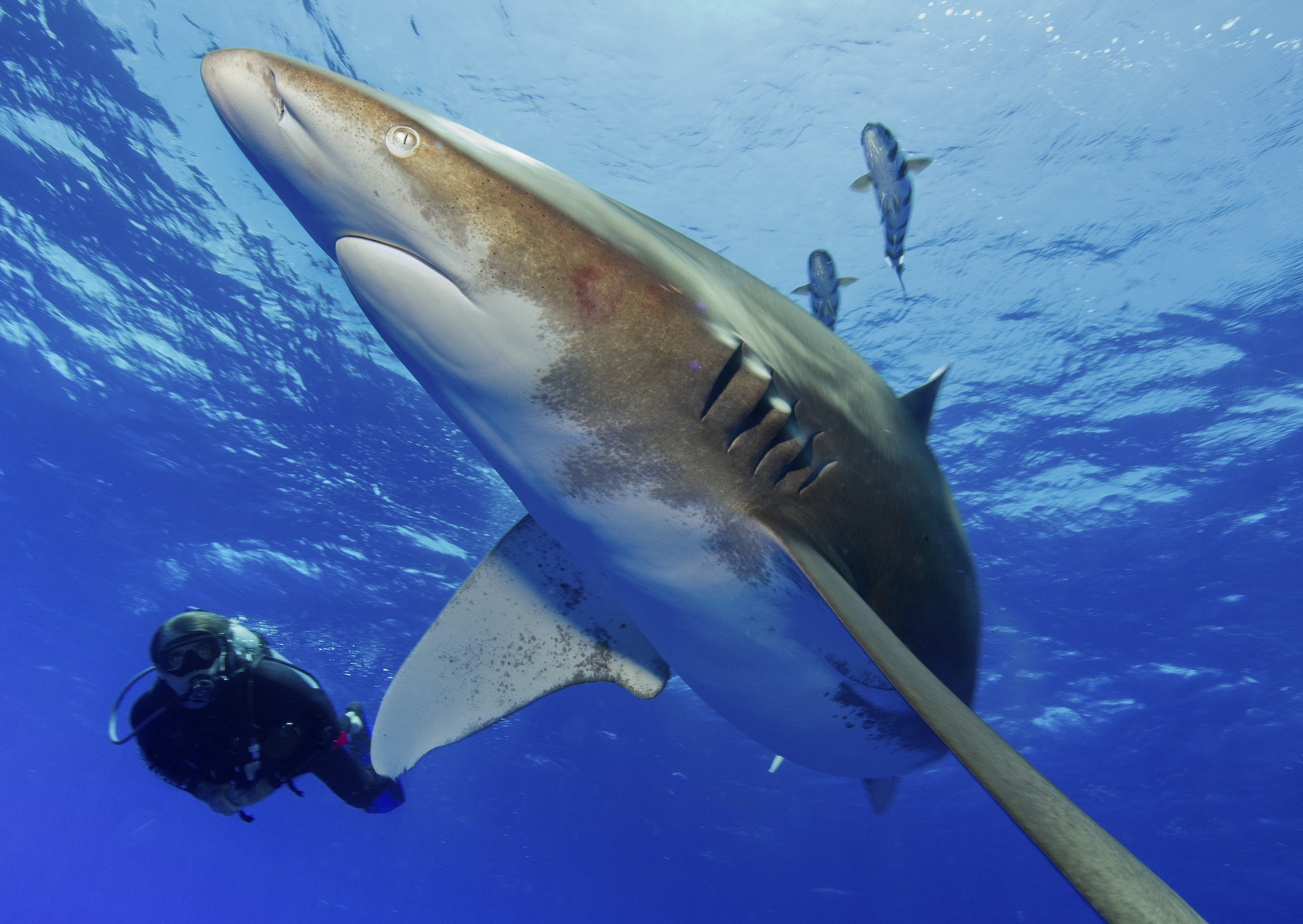 Scuba diving with Oceanic Whitetip Shark, Carcharhinus longimanus.